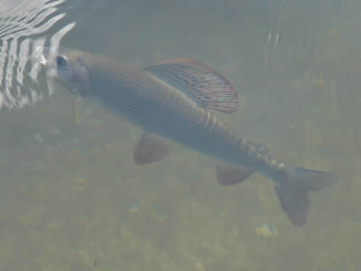 Grayling